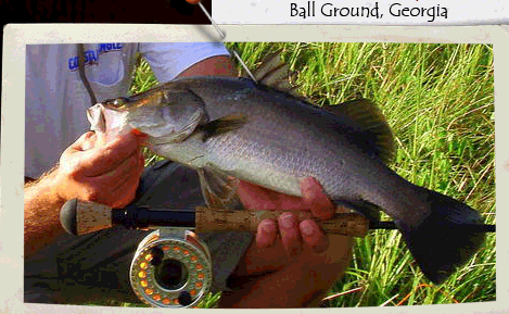 Photo of Barramundi caught by Stubby Steve's